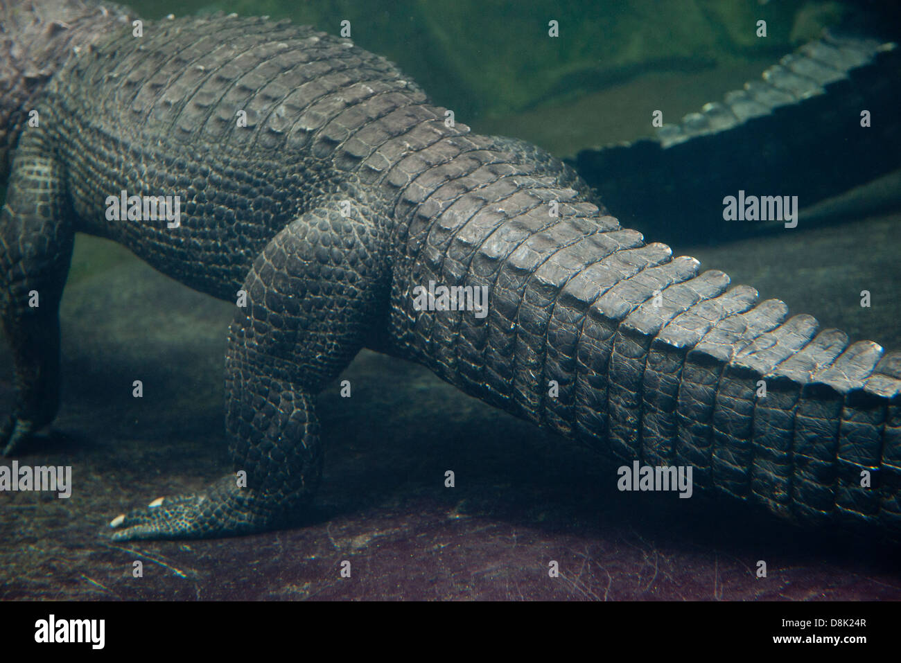 Vista subacquea di alligatore, ritagliato Foto Stock