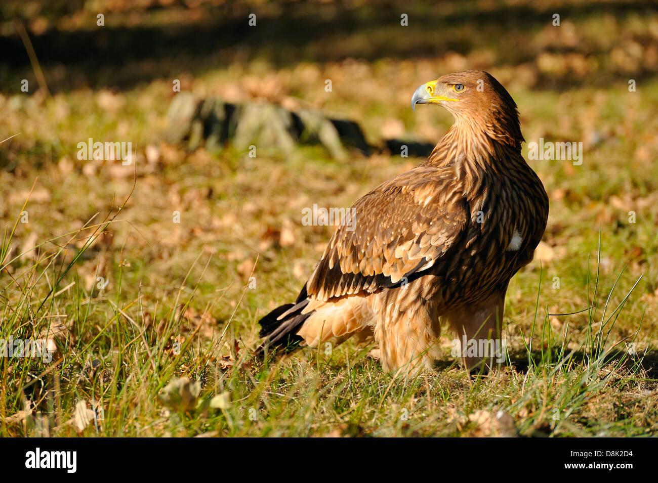 Eastern Imperial Eagle Foto Stock