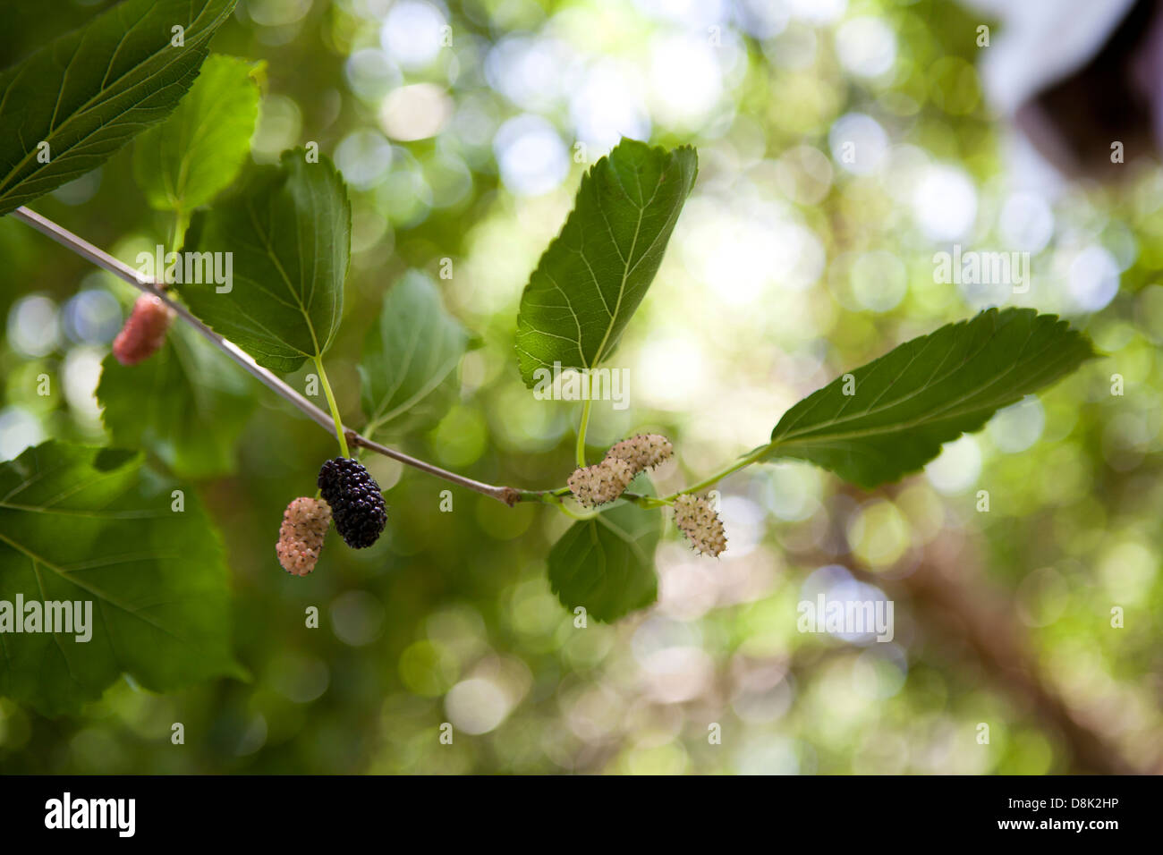 Frutti di gelso crescente da albero in primavera. Foto Stock