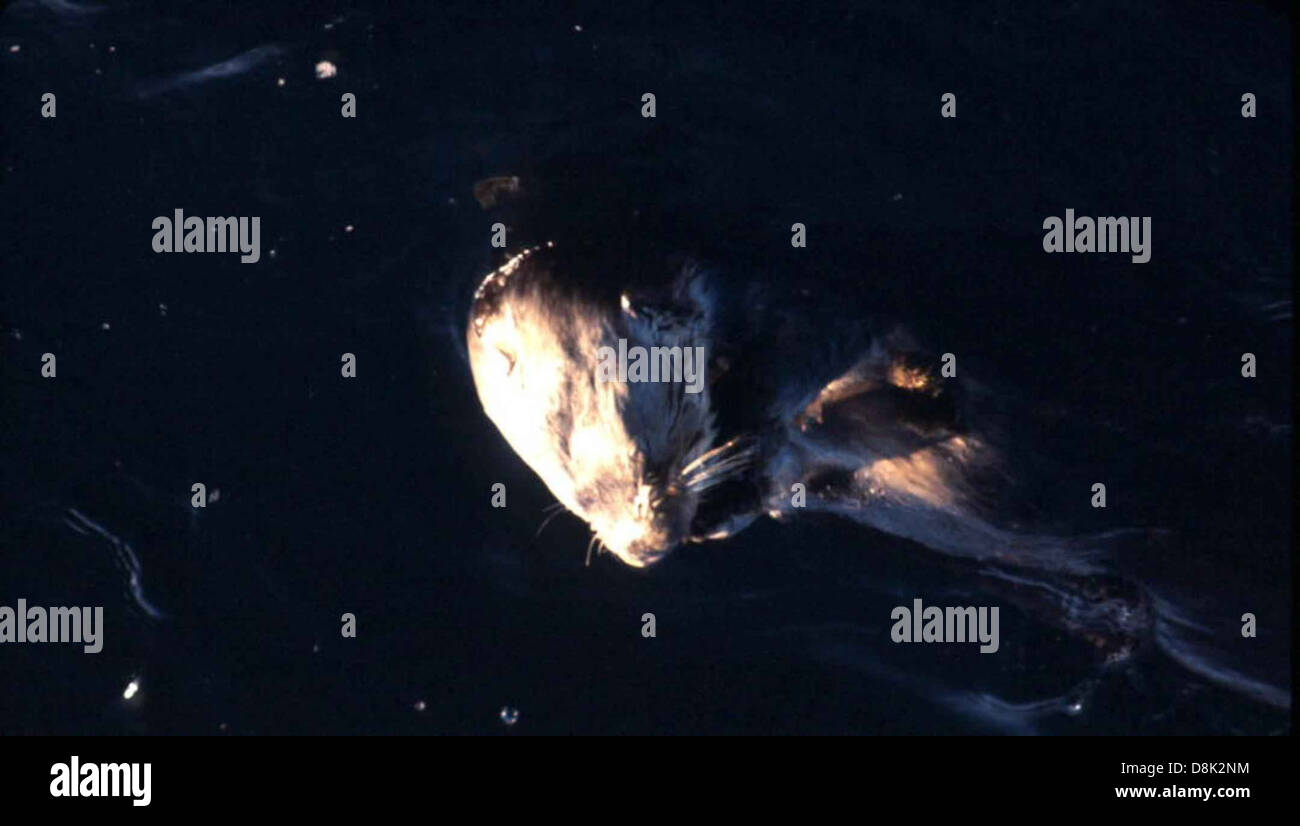 Una lontra di mare (Enhydra lutris) che galleggia sulla schiena in acqua, nota per il suo comportamento giocoso e l'uso di strumenti per aprire i molluschi in ambienti marini. Foto Stock