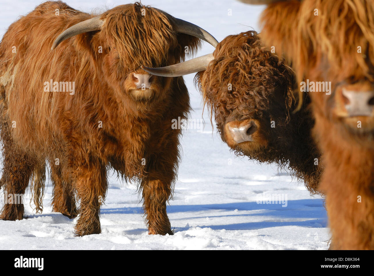 Bestiame dell'altopiano Foto Stock