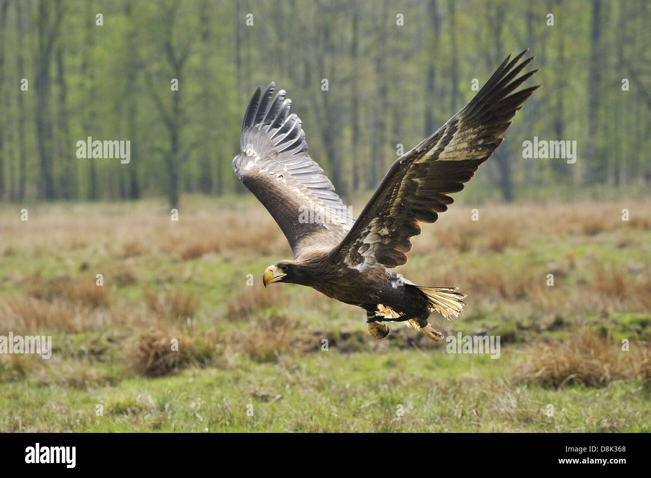 Steller's Sea Eagle Foto Stock