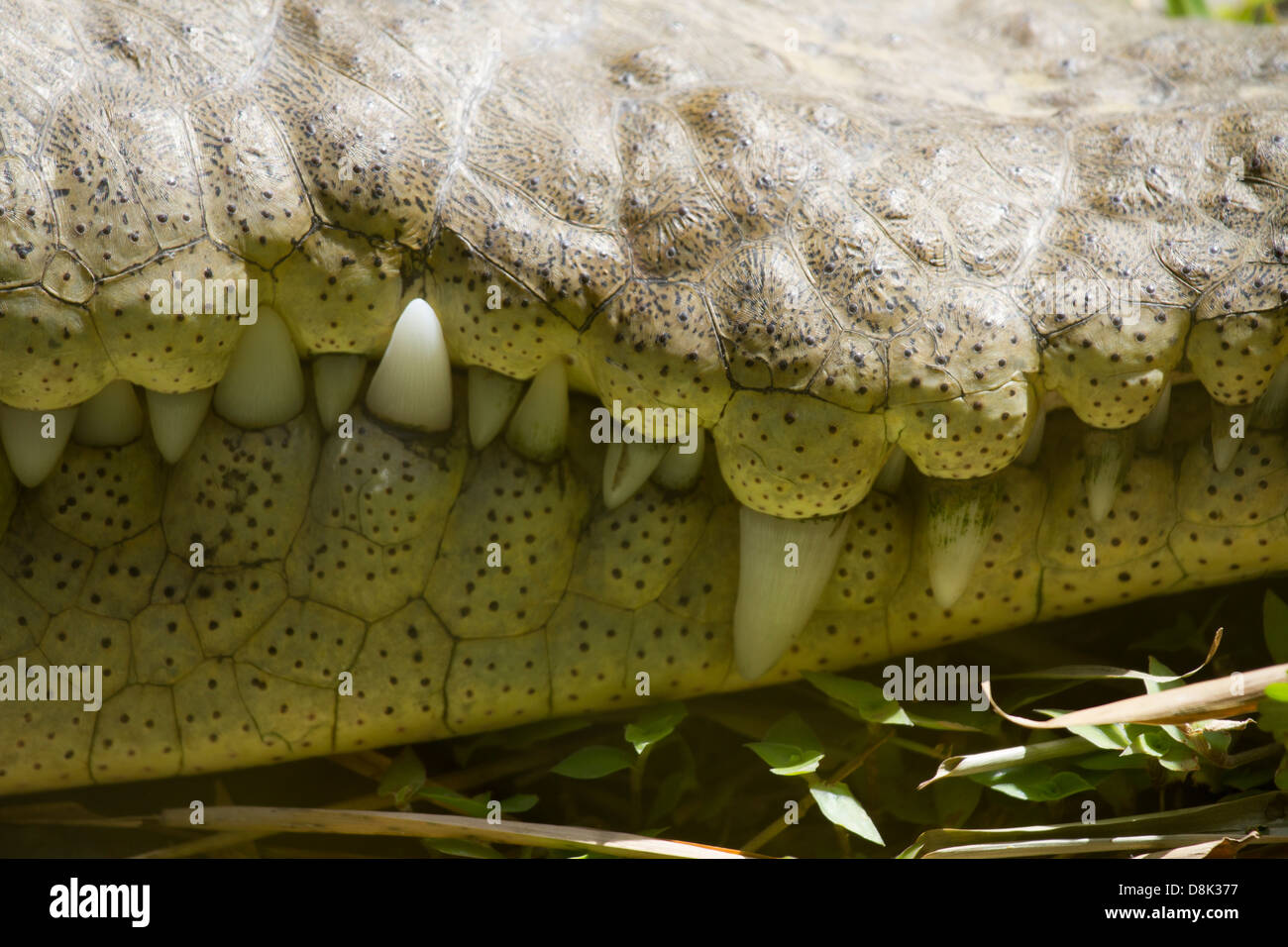 Coccodrillo americano, Crocodylus acutus, Costa Rica Foto Stock