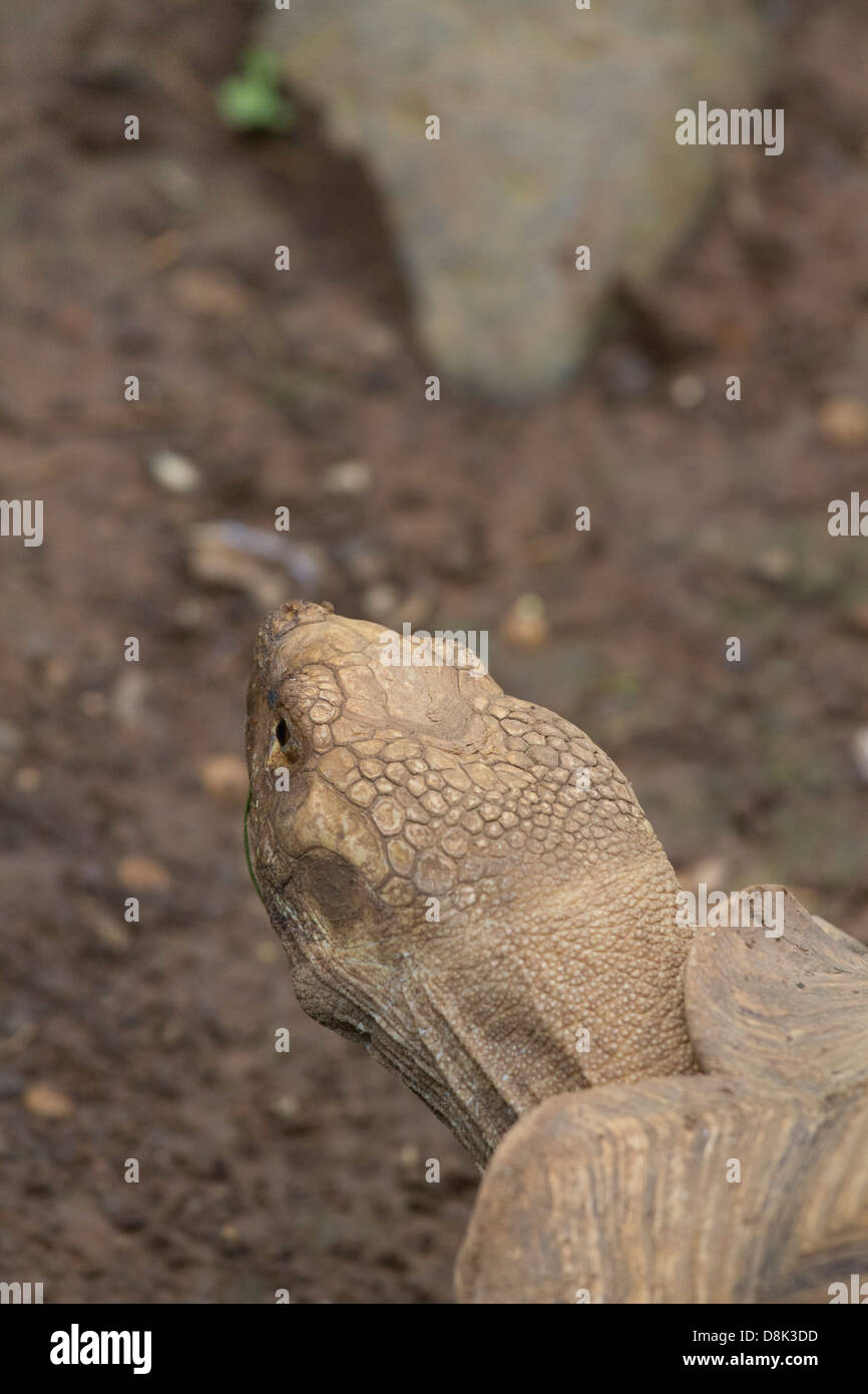 Spur-Thigh tartaruga, Geochelone sulcata, Costa Rica Foto Stock