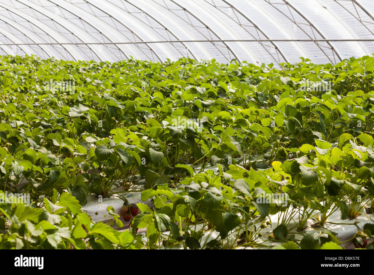 Frutto della serra, concetto di agricoltura Foto Stock