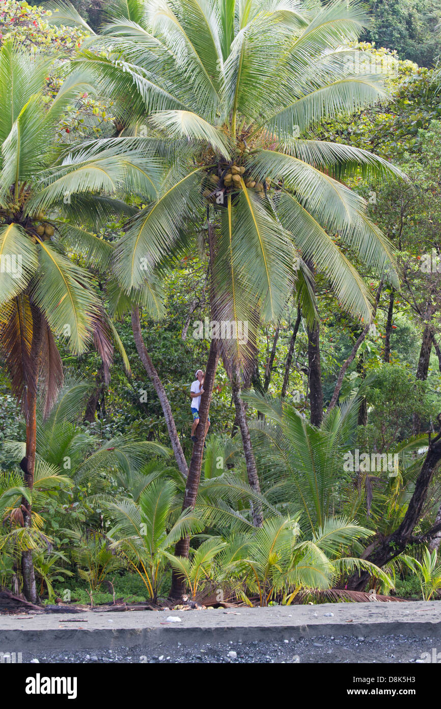 Giovane uomo salendo su un albero di palma per raggiungere noci di cocco, il Parco Nazionale di Corcovado, Costa Rica Foto Stock