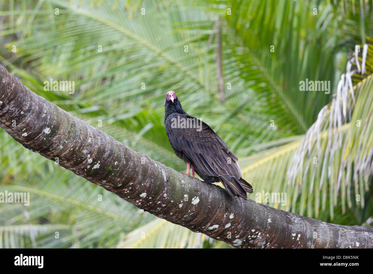 La Turchia avvoltoio, Cathartes aura, Parco Nazionale di Corcovado, Costa Rica Foto Stock