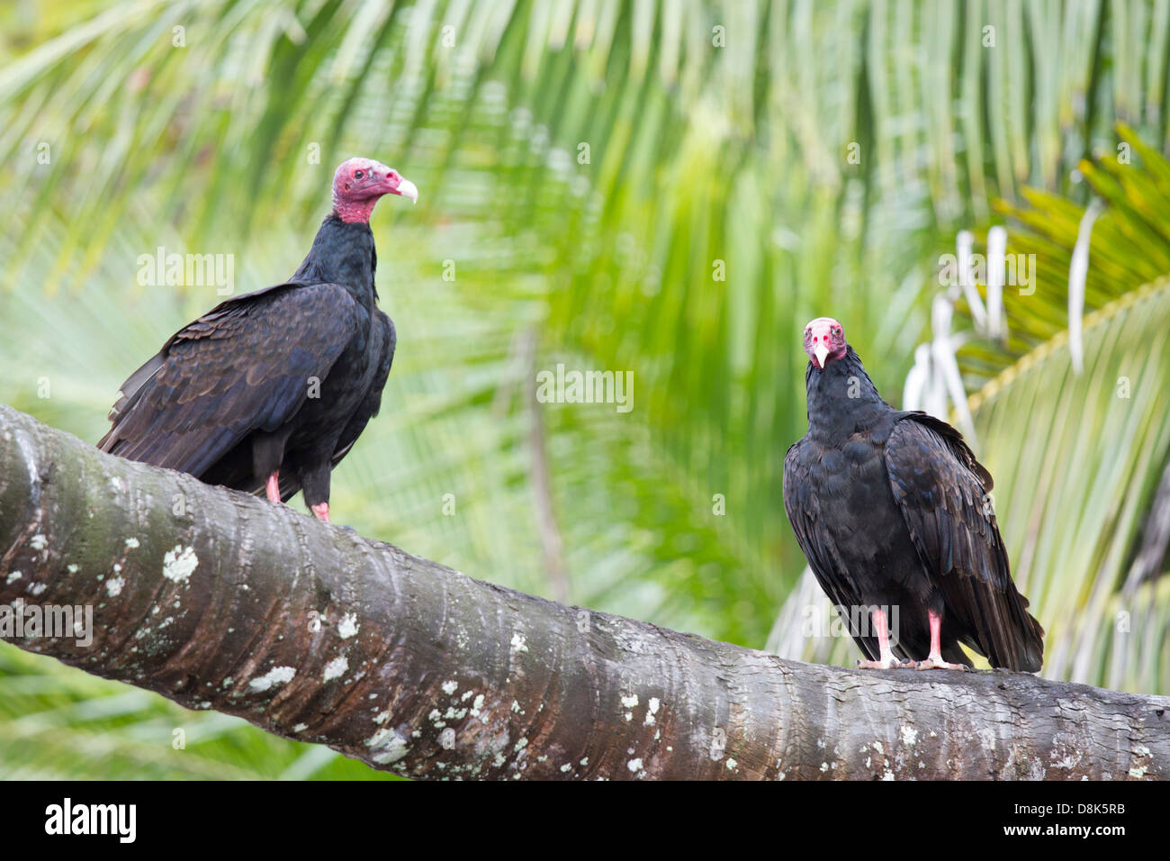 La Turchia avvoltoio, Cathartes aura, Parco Nazionale di Corcovado, Costa Rica Foto Stock