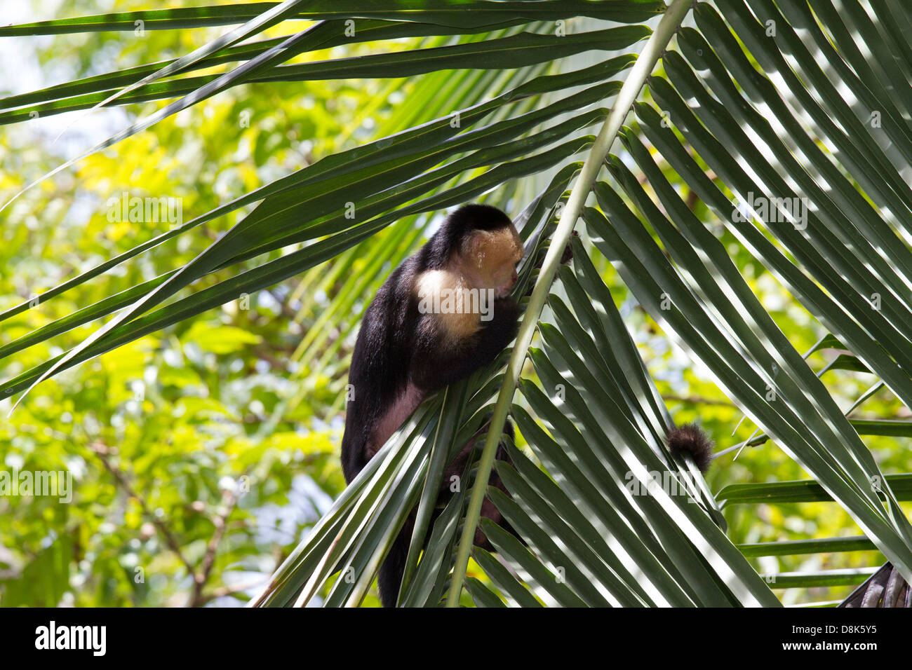 Di fronte bianco-scimmia cappuccino, Cebus capucinus, Parco Nazionale di Corcovado, Costa Rica Foto Stock