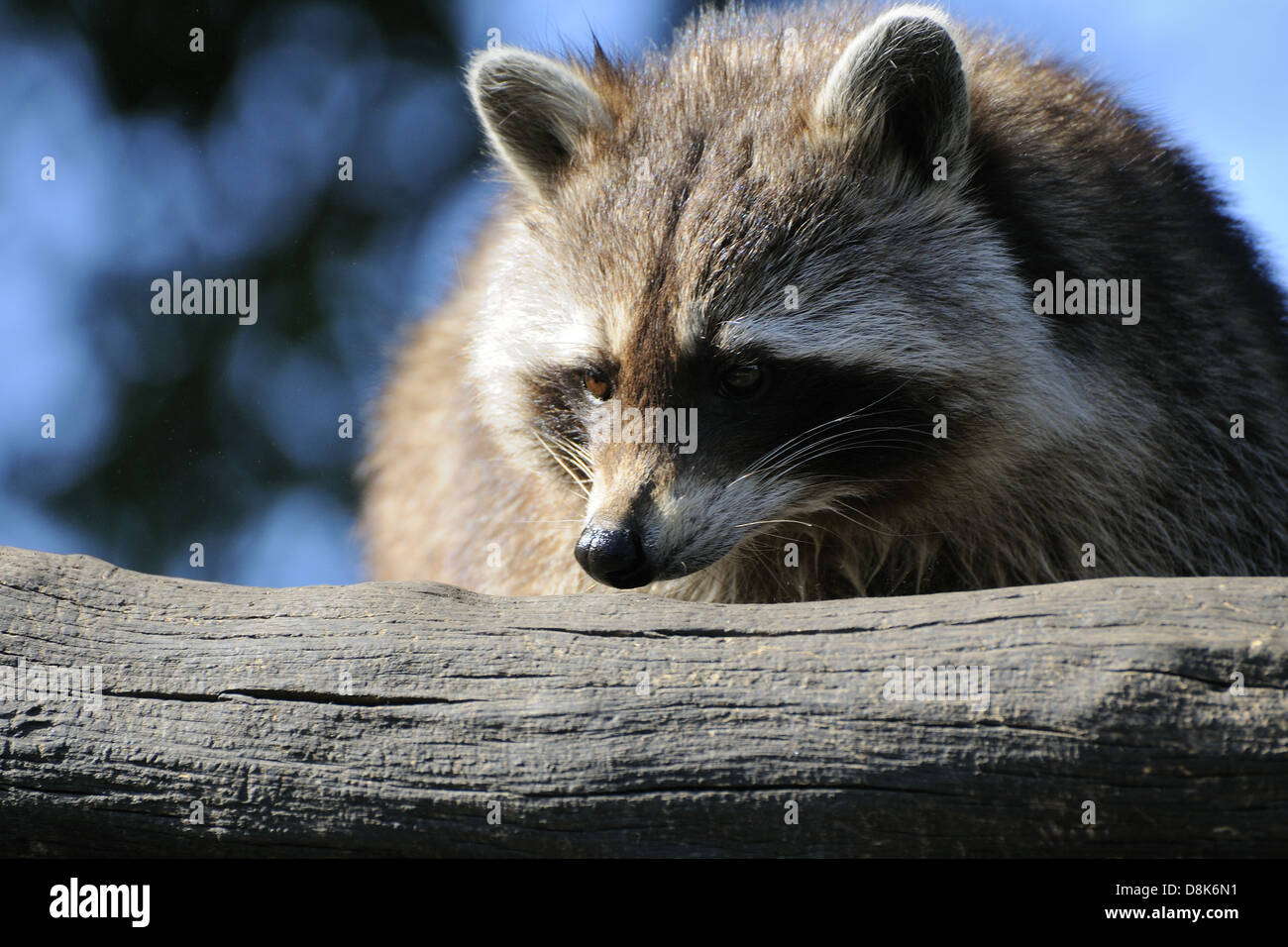 Procione comune Foto Stock