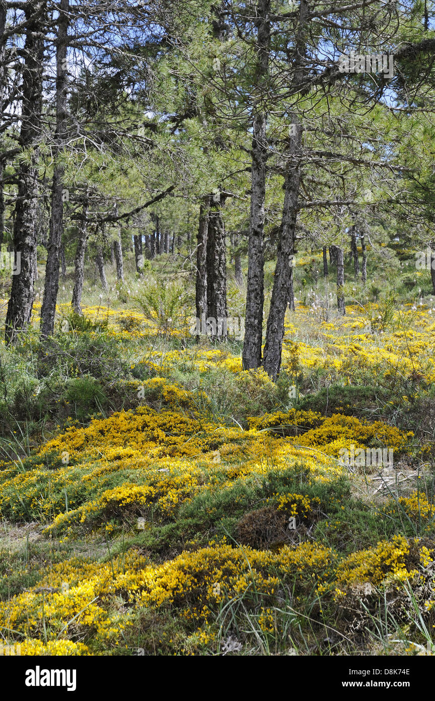 Il giallo fiore Foto Stock