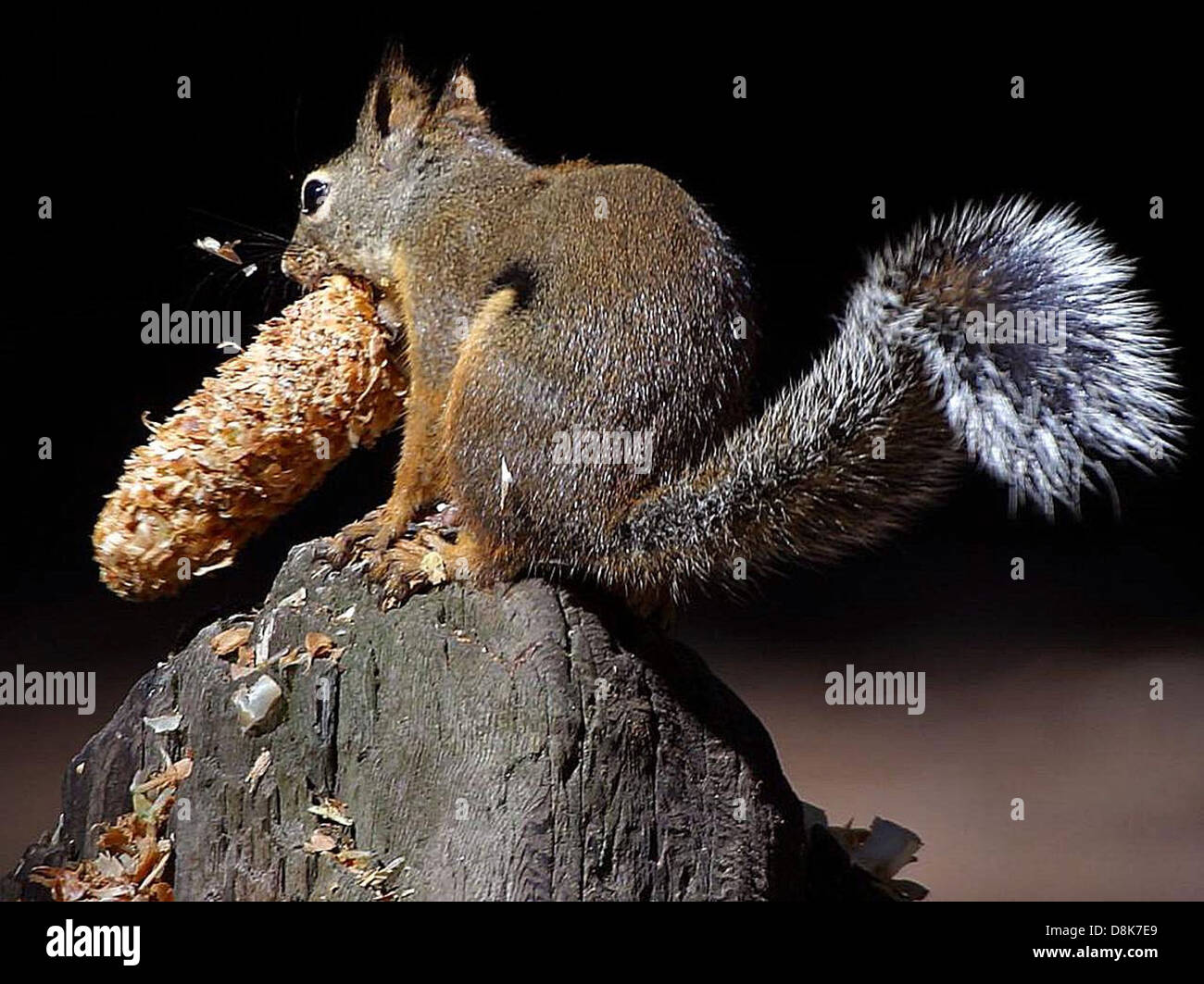 Un paio di scoiattoli si vedono mangiare pineconi, probabilmente si nutrono per il cibo durante l'autunno. Le loro code cespugliose sono prominenti quando raccolgono semi e altri alimenti dai pineconi. Foto Stock
