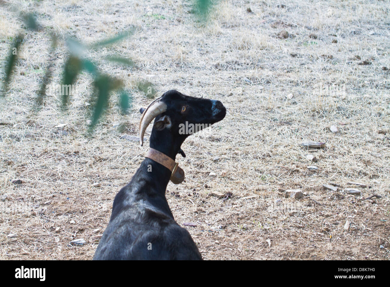 Un nero pascolo di capra in una fattoria in Monsaraz. Alentejo, Portogallo. Foto Stock