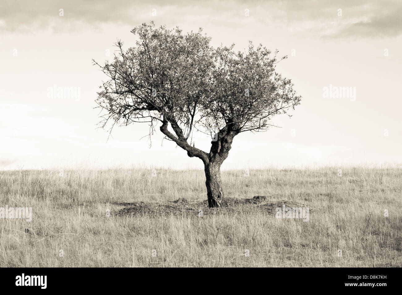 Un albero di olivo in Monaraz. Alentejo, Portogallo. Foto Stock