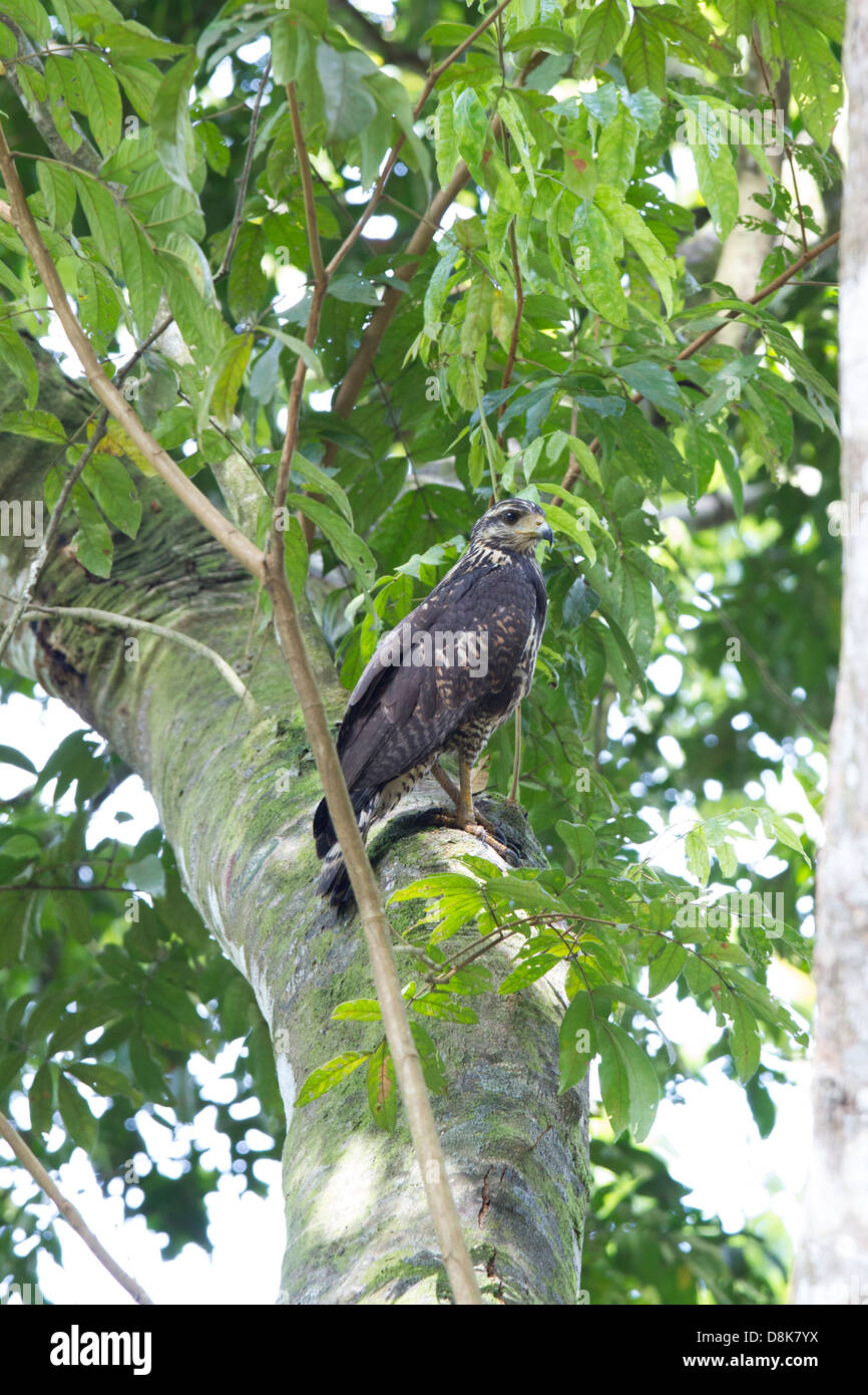 Albanella reale, Circus cyaneus, o Northern Harrier, Costa Rica Foto Stock