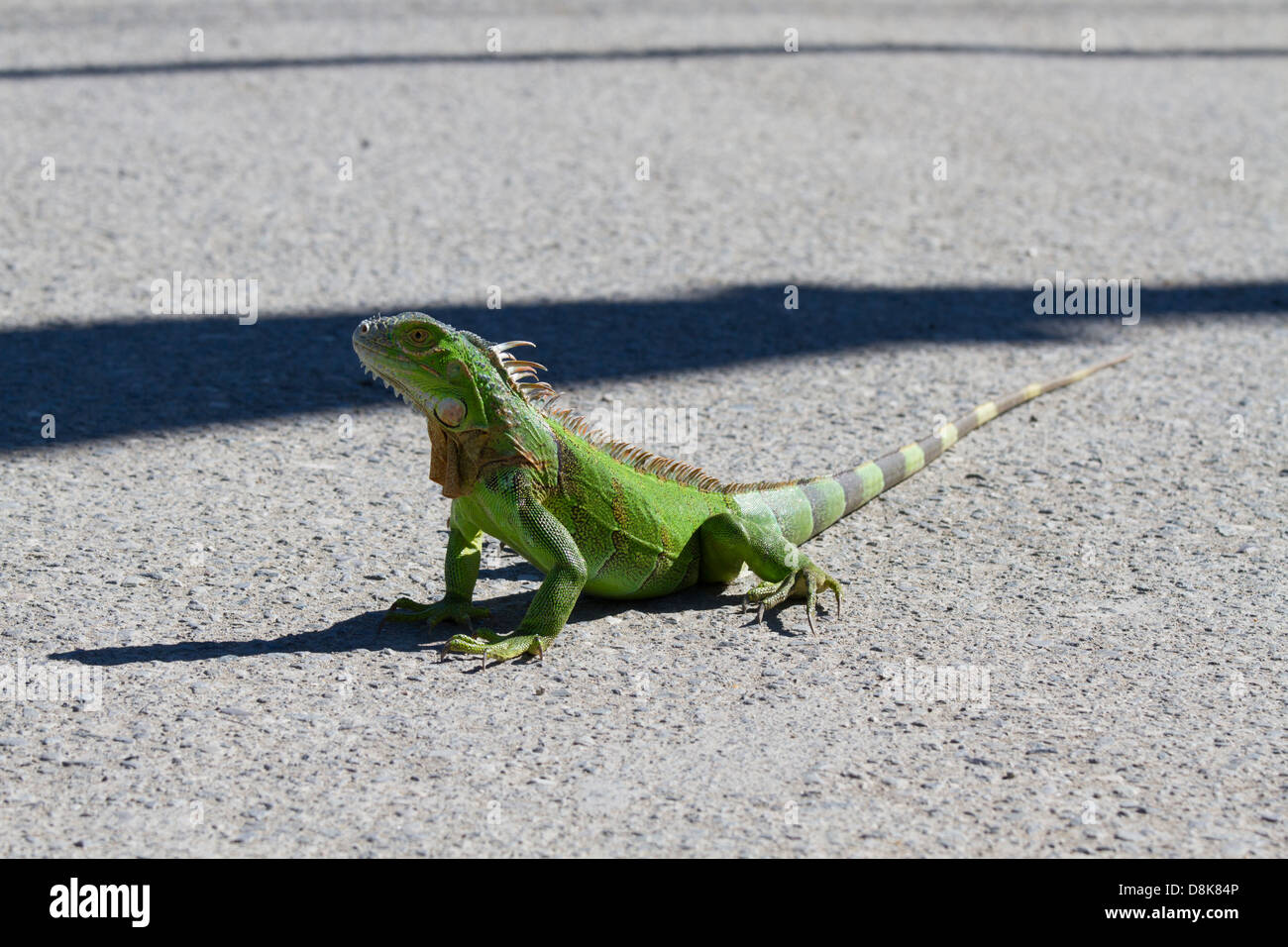 Iguana verde o comune (Iguana Iguana iguana) nelle strade di Puerto Viejo, Limon Provincia, Costa Rica Foto Stock