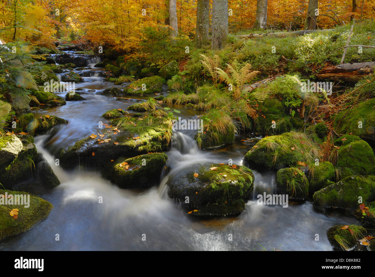 Kleine Ohe Foto Stock
