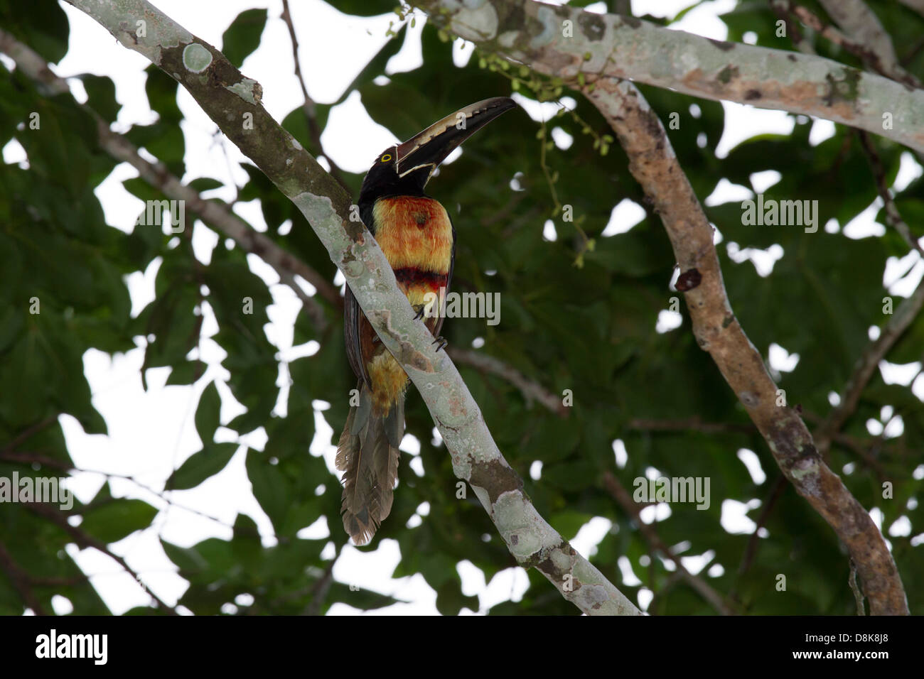 A collare, Aracari Pteroglossus torquatus, Parco Nazionale di Tortuguero, Costa Rica Foto Stock