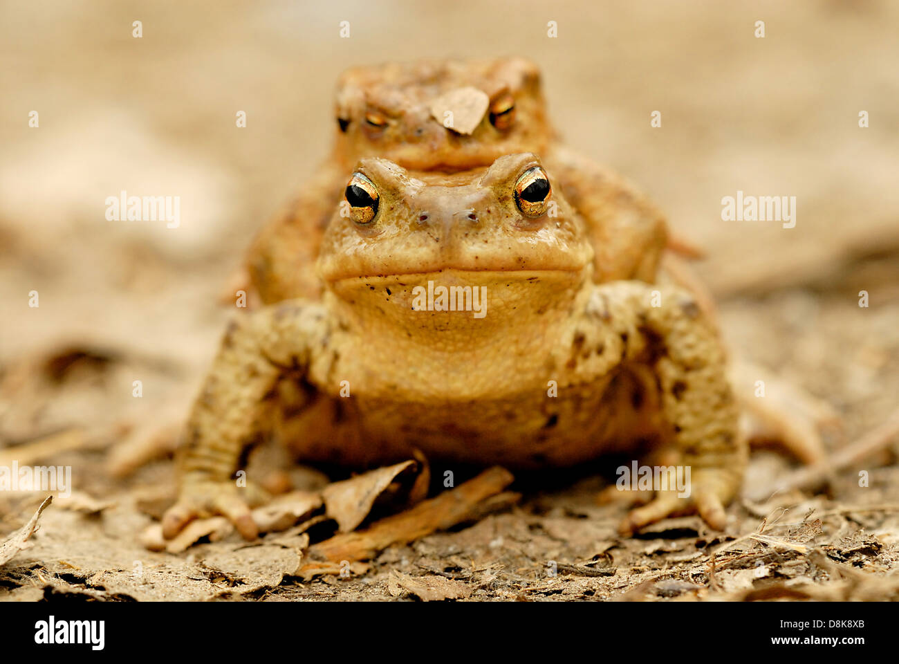 Rospi comuni Foto Stock