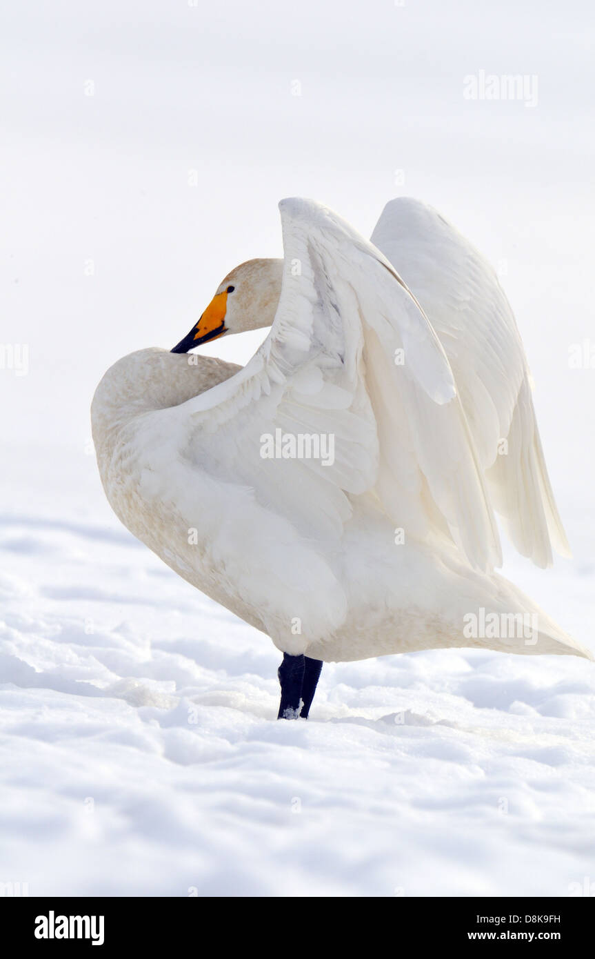 Cigno selvatico Foto Stock