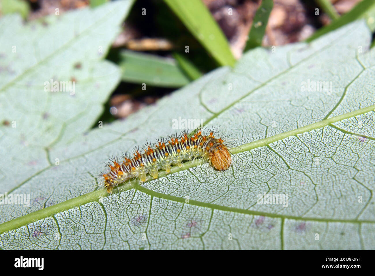 Un crawl caterpillar lungo una foglia Foto Stock