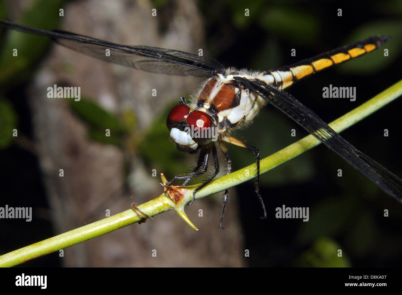 Un bellissimo e vivacemente colorato Dragonfly posatoi su un ramo Foto Stock