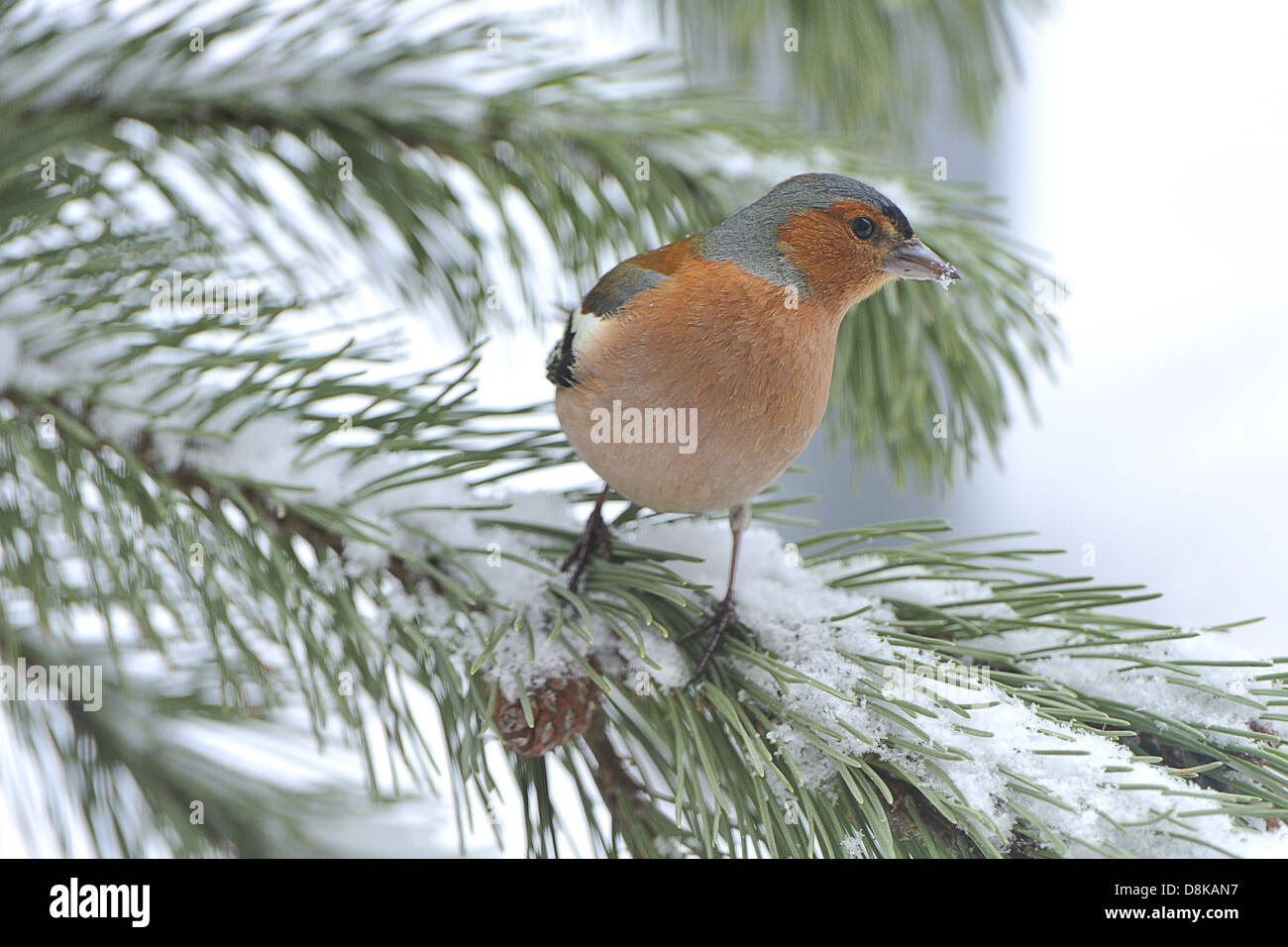 Fringuello comune Foto Stock