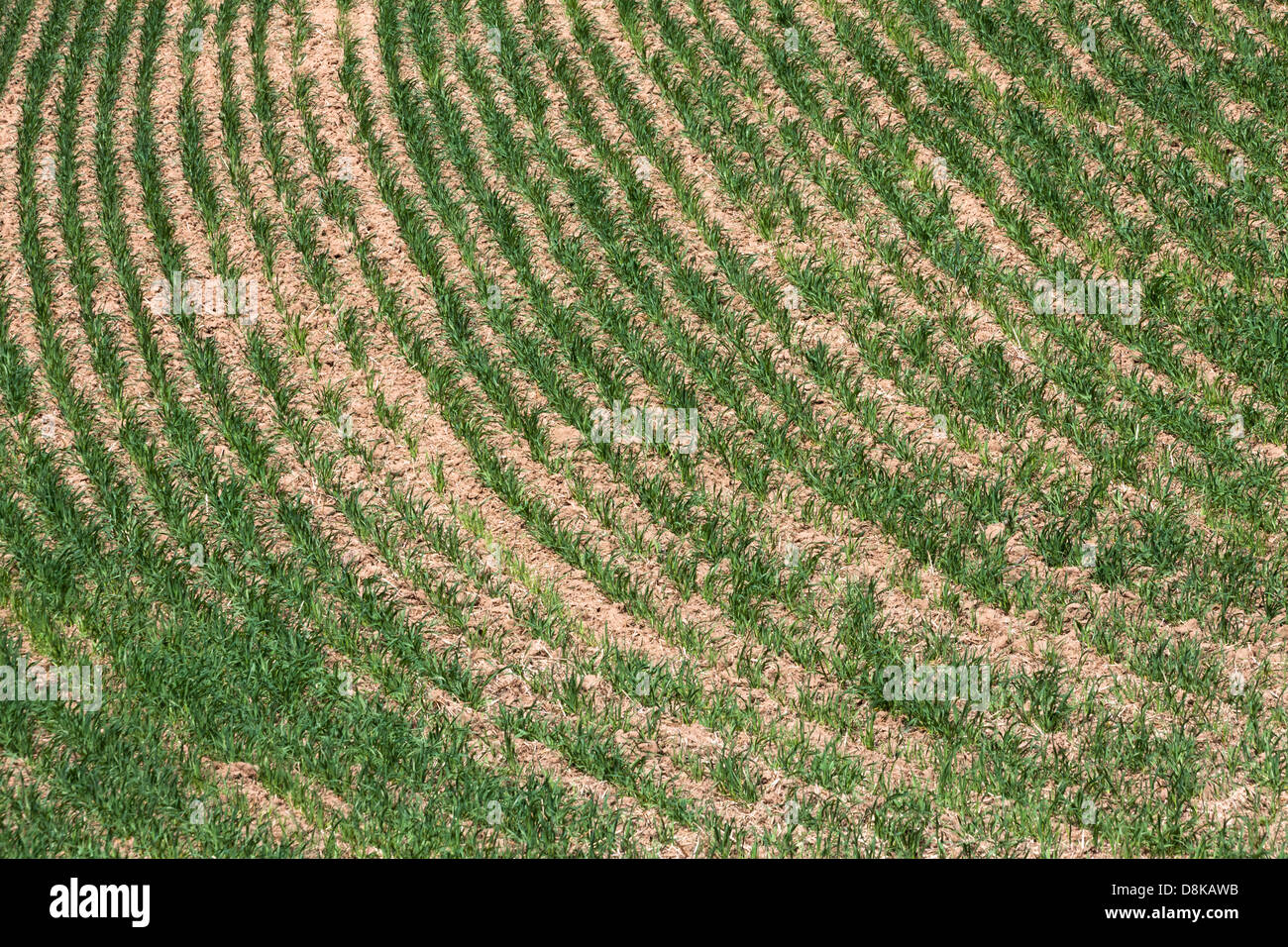 Terreni agricoli, verdi campi di grano Foto Stock