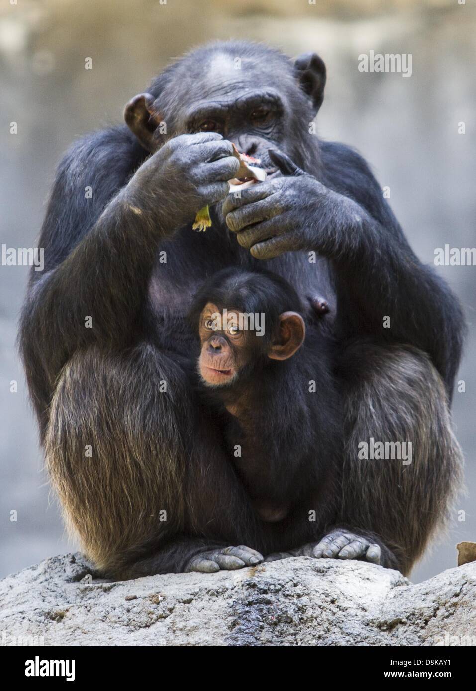 30 maggio 2013 - Los Angeles, California, Stati Uniti - madre di scimpanzé, Gracie mangia la banana con il suo bambino femmina,unnamed giovedì 30 maggio 2013 presso il scimpanzé di Monti Mahale presentano presso il Los Angeles Zoo. Negli ultimi dieci mesi, il L.A. Giardino zoologico ha avuto tre baby scimpanzé nato. Il primo denominato Zuri è nato a Madre Regina sulla luglio 23, 2012. Il 8 marzo 2013, Yoshi ha dato nascita a Uki ed infine il 22 aprile 2013, Gracie ha dato i natali a un ancora, unnamed neonato. Tutti e tre i ragazzi sono femmine. Foto Stock