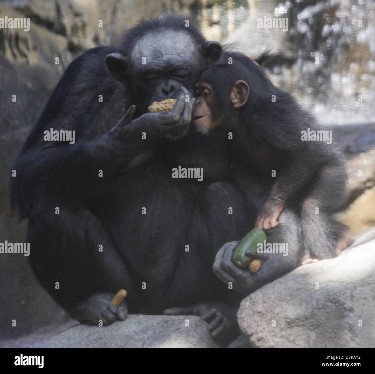 30 maggio 2013 - Los Angeles, California, Stati Uniti - di uno scimpanzé Madre, Regina mangia con il suo bambino femmina, Zuri, giovedì 30 maggio 2013 presso il scimpanzé di Monti Mahale presentano presso il Los Angeles Zoo. Negli ultimi dieci mesi, il L.A. Giardino zoologico ha avuto tre baby scimpanzé nato. Il primo denominato Zuri è nato a Madre Regina sulla luglio 23, 2012. Il 8 marzo 2013, Yoshi ha dato nascita a Uki ed infine il 22 aprile 2013, Gracie ha dato i natali a un ancora, unnamed neonato. Tutti e tre i ragazzi sono femmine. Foto Stock