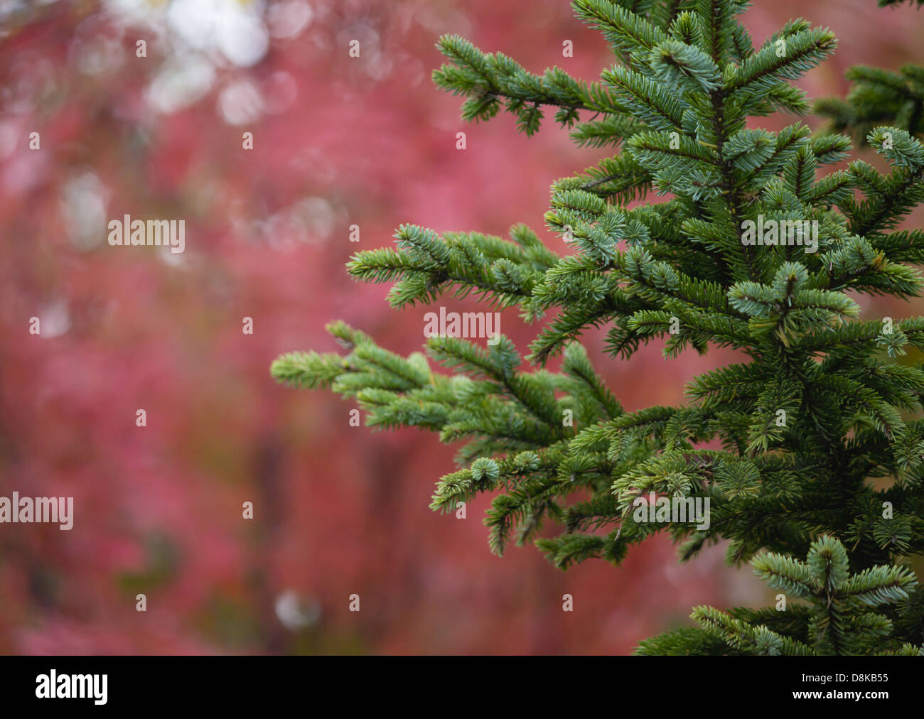 Foglie di autunno e di un albero di pino Foto Stock