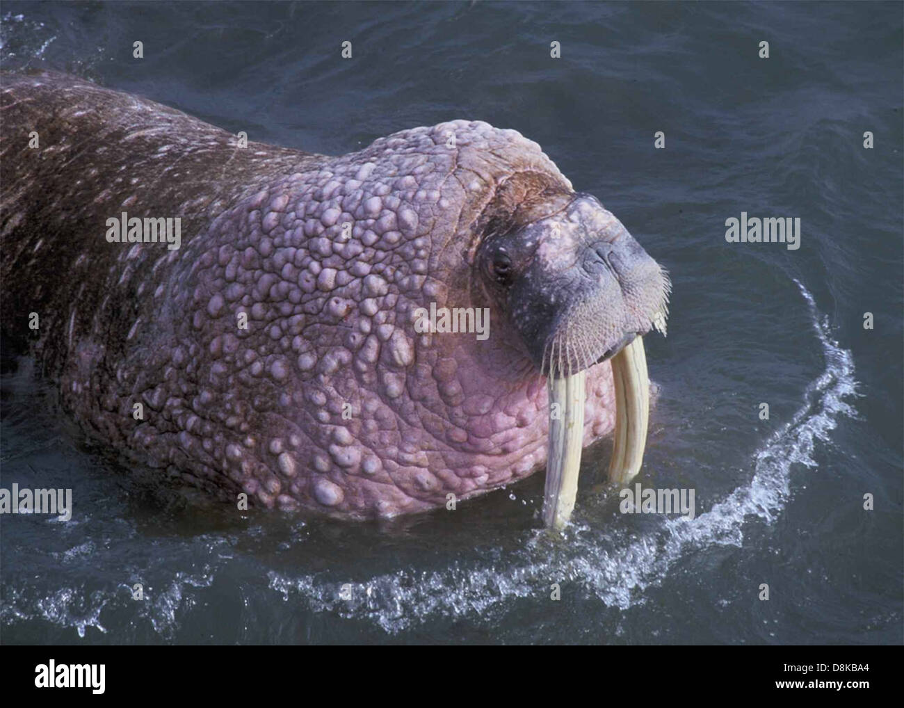Un tricheco, Odobenus rosmarus, è mostrato nel suo habitat naturale. Questo grande mammifero marino è facilmente riconoscibile per le zanne e le pinne, spesso presenti nelle acque artiche. Foto Stock
