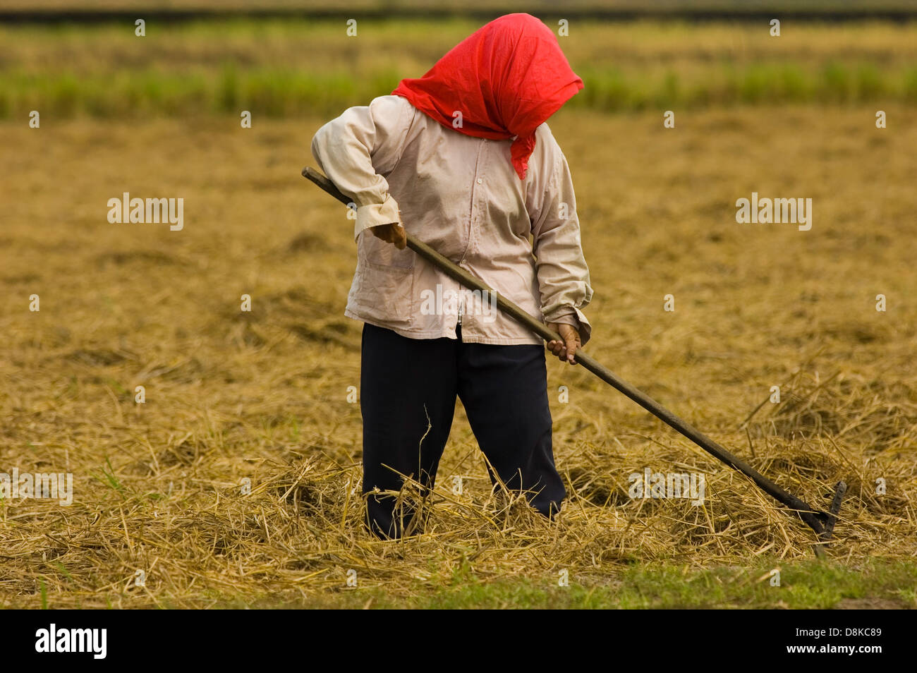 Agricoltore la mietitura dei raccolti Foto Stock