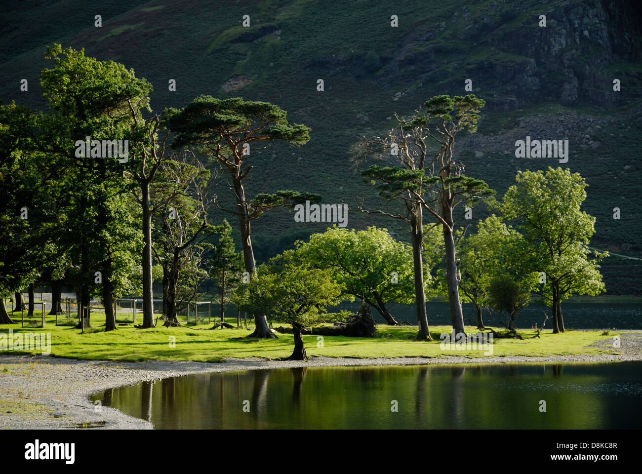 Alberi, Buttermere lake, Lake District,Cumbria,l'Inghilterra,Gran Bretagna,UK Foto Stock