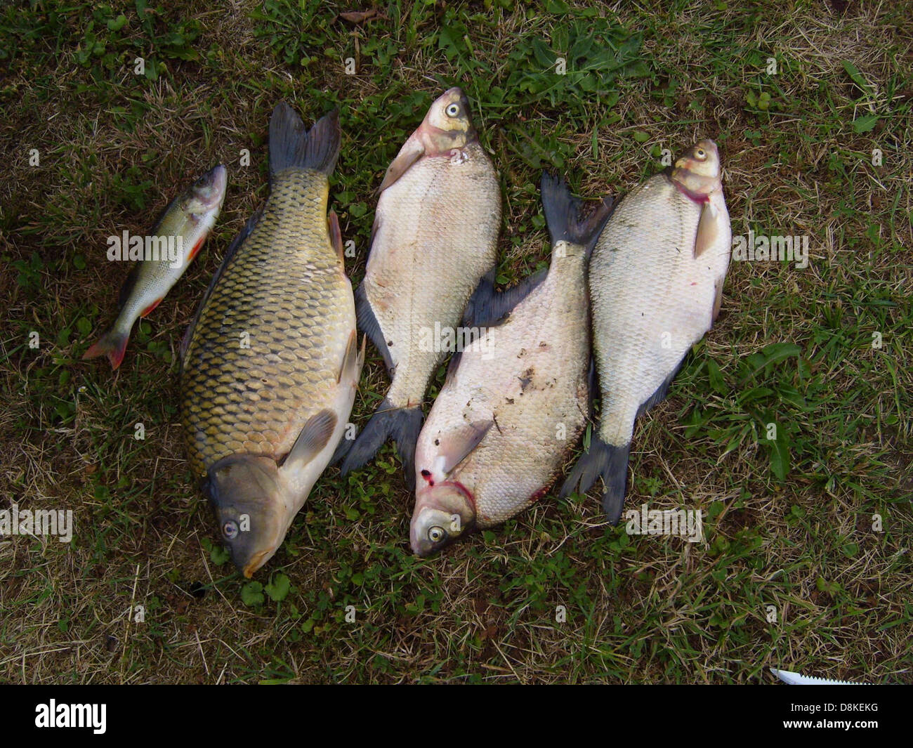 Un gruppo di pesci appena pescati posto a terra. I pesci sono disposti in modo ordinato, mostrando il loro aspetto fresco e luccicante dopo essere stati catturati da un corpo d'acqua. Foto Stock