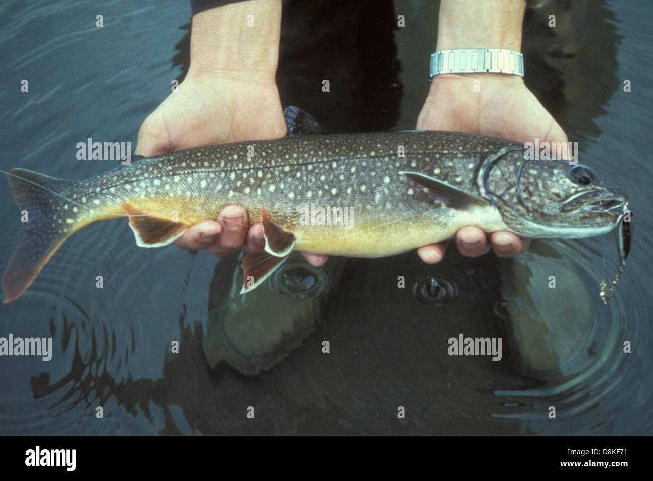 Una persona detiene una trota di lago (Salvelinus namaycush), una specie originaria del Nord America. Questo pesce è noto per le sue grandi dimensioni e la sua colorazione distintiva. Foto Stock