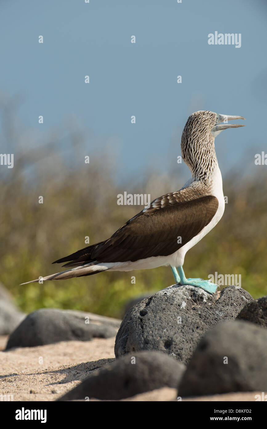 Foto di stock di un blu footed booby in piedi su una roccia, North Seymour Island, Galapagos Foto Stock