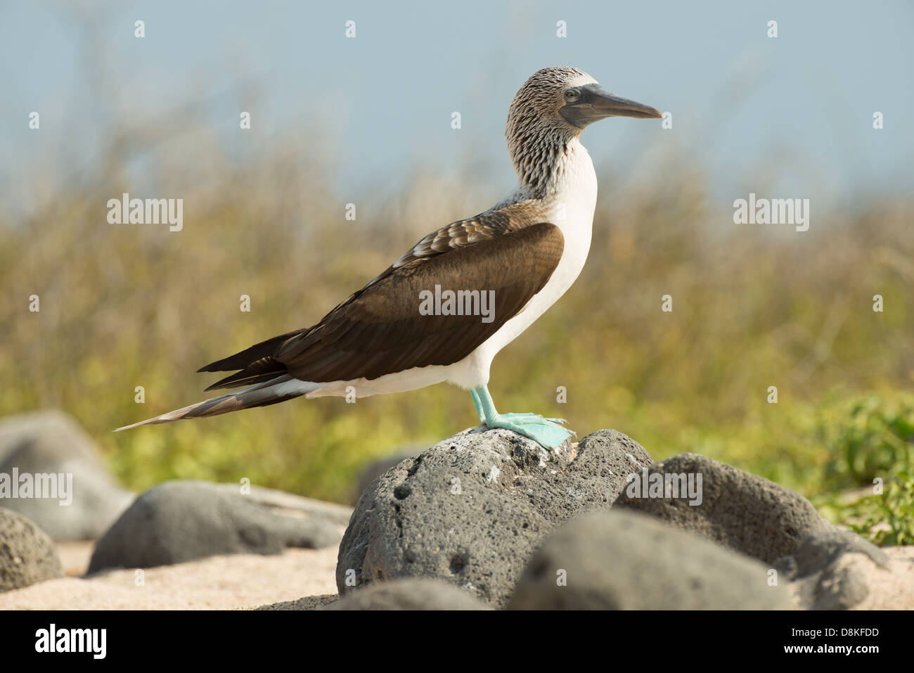 Foto di stock di un blu footed booby in piedi su una roccia, North Seymour Island, Galapagos Foto Stock