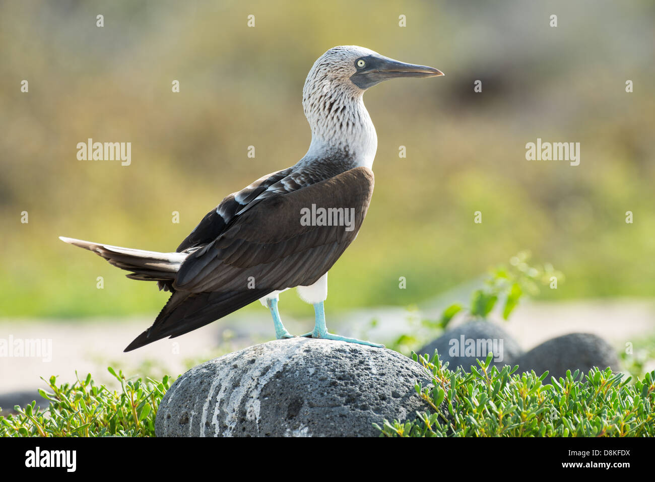 Foto di stock di un blu footed booby in piedi su una roccia, North Seymour Island, Galapagos Foto Stock