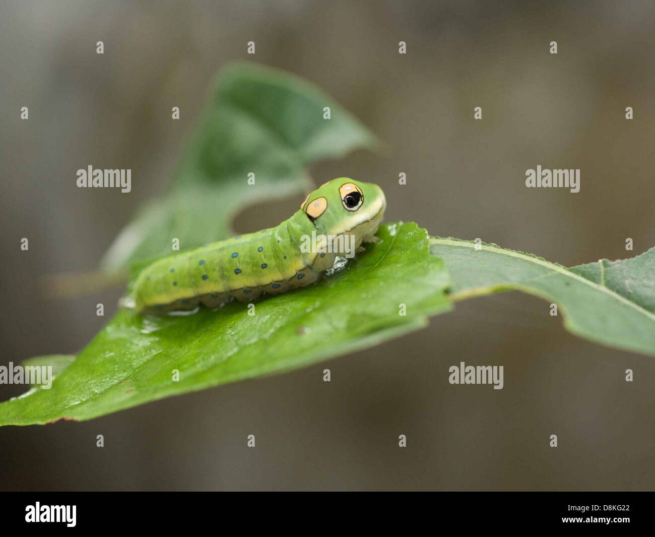 La larva della farfalla di coda d'rondine di Spicebush (Papilio troilus) è mostrata nutrendosi su una foglia di spezie. Il bruco verde è mimetizzato contro la foglia, che è la sua principale fonte di cibo. Foto Stock