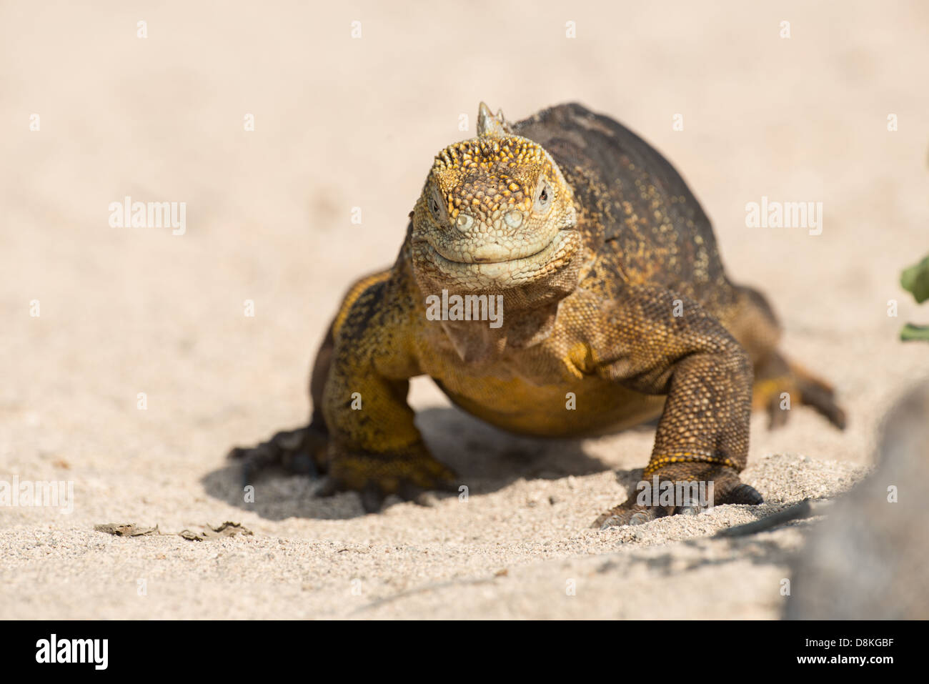Terra Galapagos iguana (Conolophus subcristatus) passeggiate attraverso la sabbia. Foto Stock