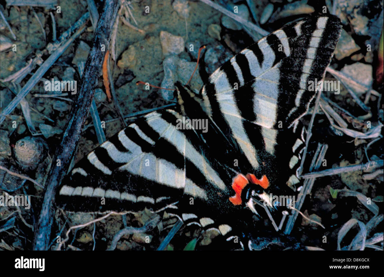 La farfalla zebra a coda di rondine (Eurytides protesilaus) con le sue distintive ali ali a strisce bianche e nere, catturata in una vista dall'alto mentre si appoggia con le ali aperte. Foto Stock