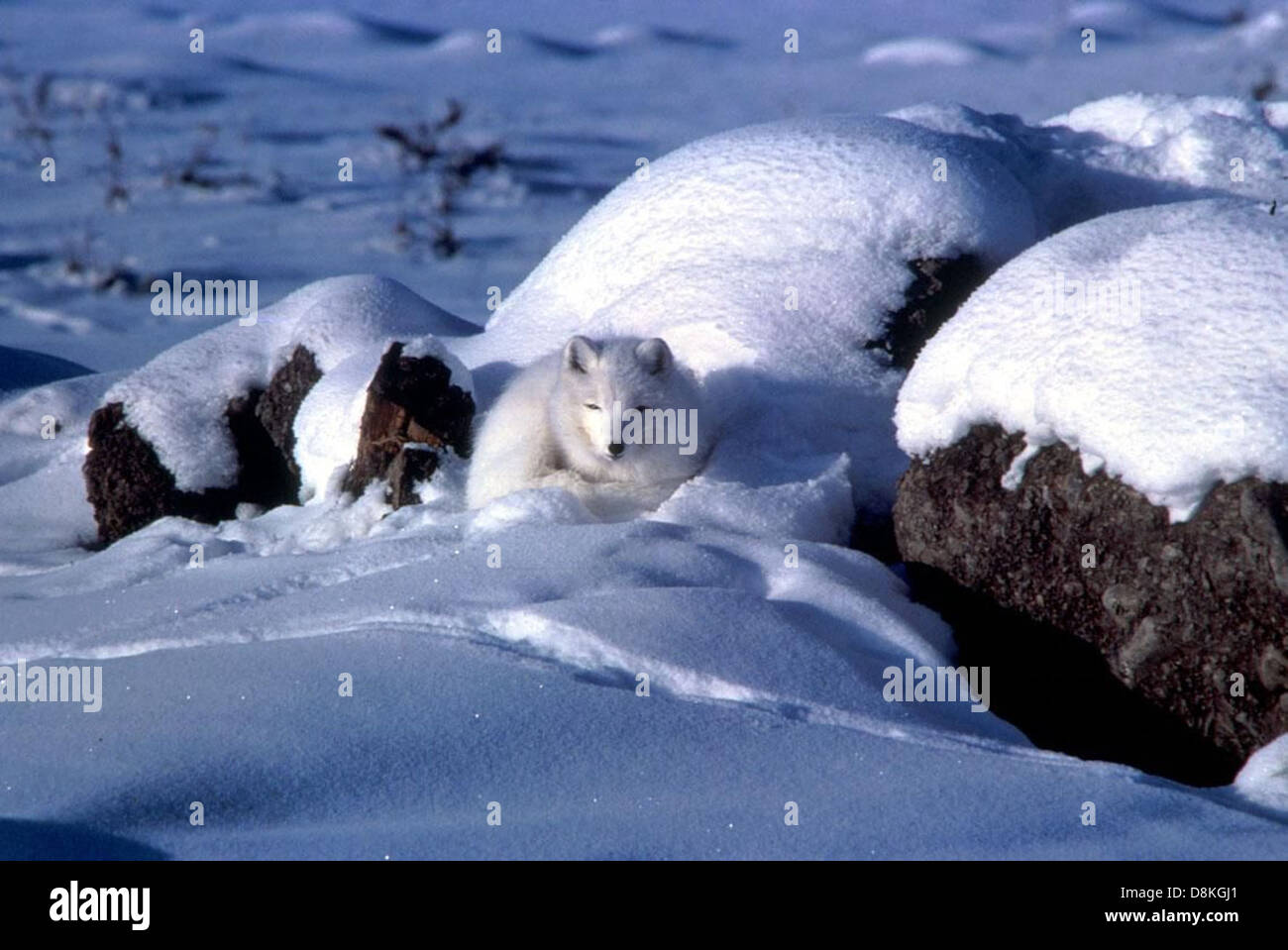 Arctic Fox rannicchiato nella neve in Alaska in inverno. Foto Stock