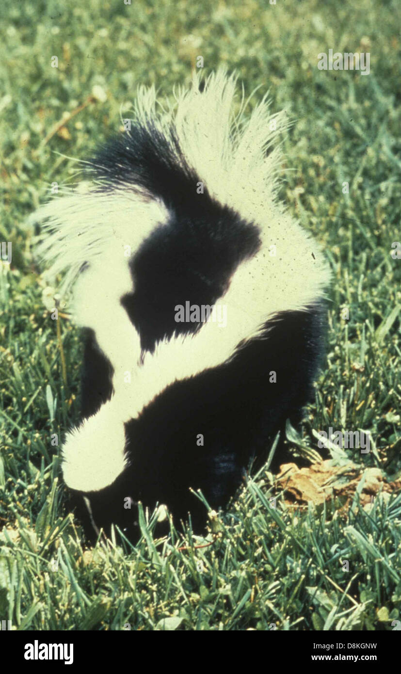 Una vista sul retro di una pelle a strisce, Mephitis mephitis, che mostra la sua caratteristica pelliccia a strisce bianche e nere. L'immagine evidenzia i segni caratteristici e l'aspetto naturale del frammento. Foto Stock