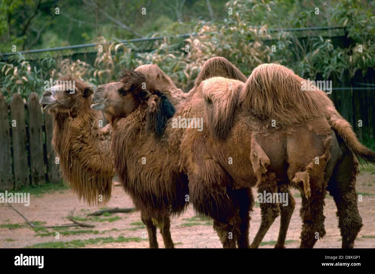I cammelli battriani, noti per le loro due gobbe distintive, si stagliano in un paesaggio desertico. Questi animali sono ben adattati agli ambienti freddi e aridi, che si trovano principalmente in Asia centrale. Foto Stock