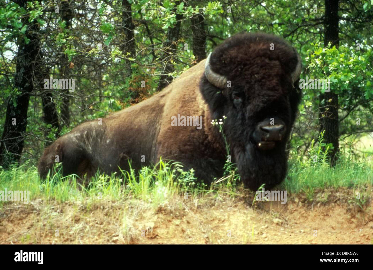 Un bisonte maschio si trova di fronte alla fotocamera, mostrando le sue dimensioni impressionanti e l'aspetto robusto. La sua pelliccia spessa e la sua robusta struttura sono caratteristiche di questa iconica specie nordamericana. Foto Stock