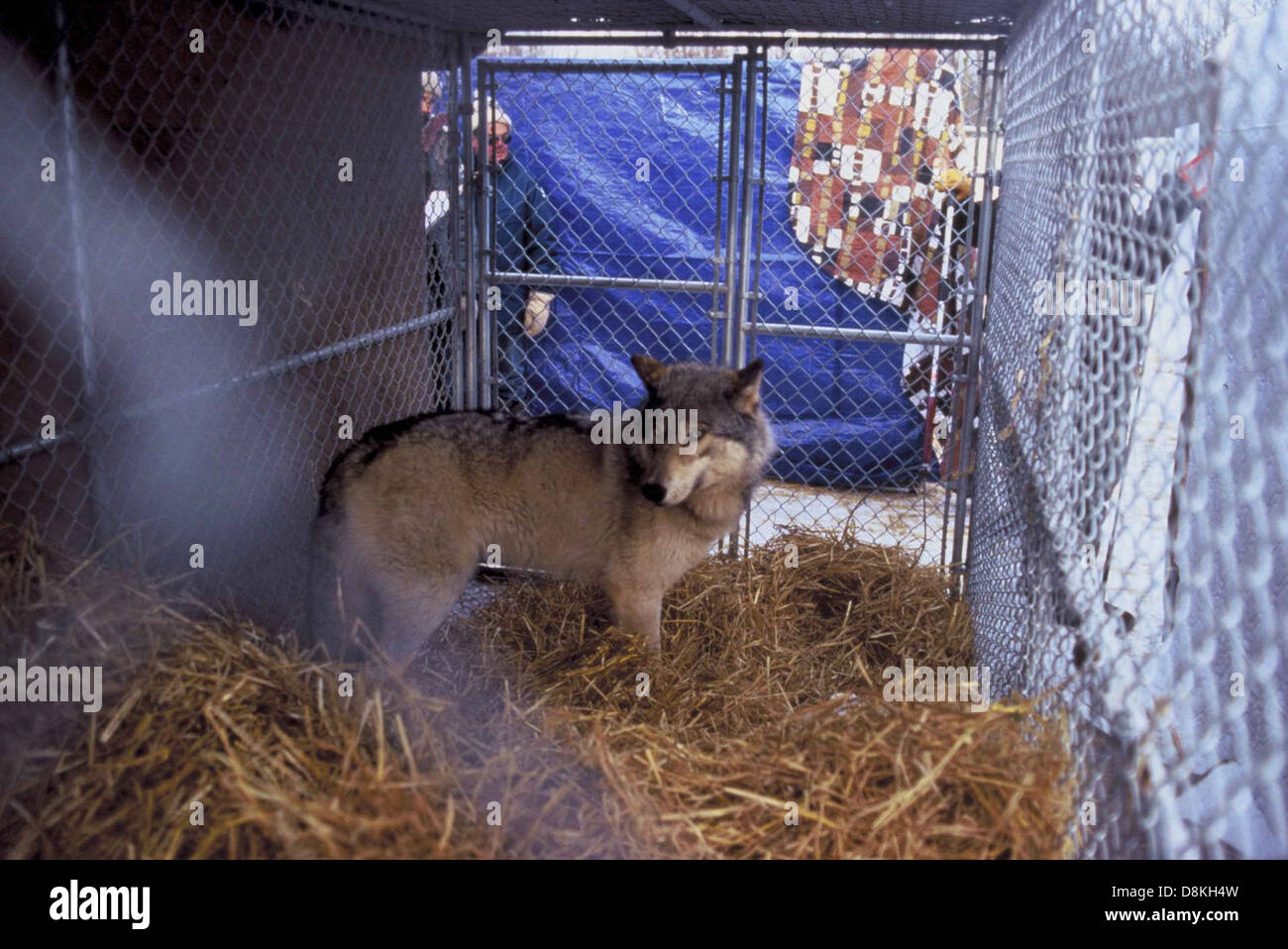 Un lupo grigio catturato, temporaneamente alloggiato in una penna per la riabilitazione o la ricerca. Il lupo grigio è un animale altamente adattabile e sociale che si trova in tutto il Nord America. Foto Stock