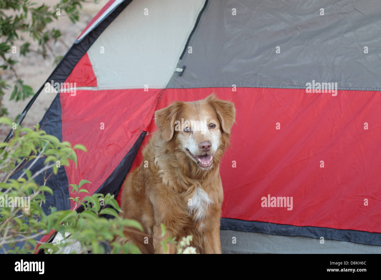 Femmina adorabile Nova Scotia Duck Tolling Retriever seduta da una tenda Foto Stock