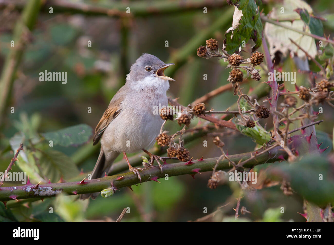 Common Whitethroat (Sylvia communis) cantare da un rovo bush Foto Stock
