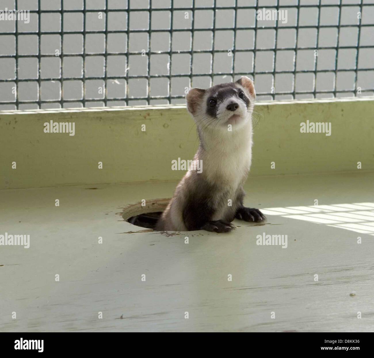 Un furetto a base nera (Mustela nigripes) all'interno di una gabbia protettiva. Questa specie in pericolo fa parte degli sforzi di conservazione per aumentare la sua popolazione, spesso tenuta in cattività per la riproduzione e la protezione prima di essere reintrodotta in natura. Foto Stock